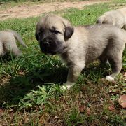 Kangal Puppies from DASA Ridge Kangals