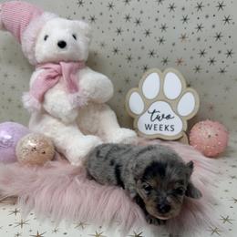 Sprinkle - Blue merle female Pomeranian puppy in Concord, California from Eelan’s Poms