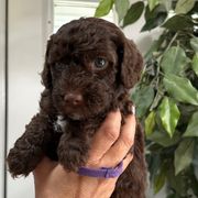 Purple collar Girl - Brown female Spanish Water Dog puppy in Clementon, New Jersey from PitterPatterPuppiesNJ