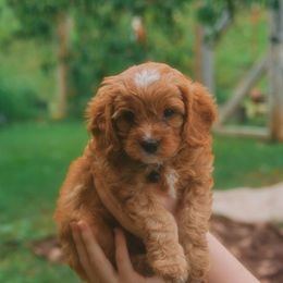 Solomon - Blenheim male Cavapoo puppy in Siloam Springs, Arkansas from Kingdom Bound By Design