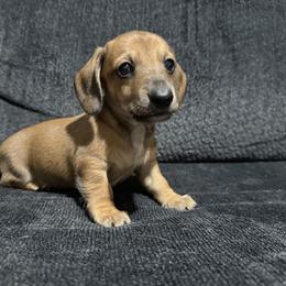 Marshall - Piebald Dachshund puppy in Luling, Texas from Kristina's Dachshunds