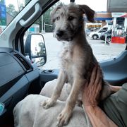 Lurcher and Saluki Puppies from Ashir Kennels