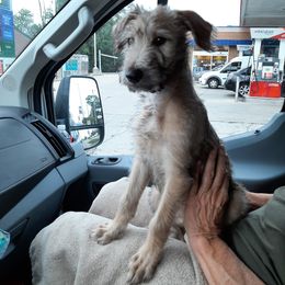 Lurcher and Saluki Puppies from Ashir Kennels