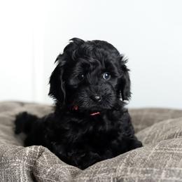 Pink - Black female Australian Labradoodle puppy in Williamstown, New York from Lewis Manor Labradoodles