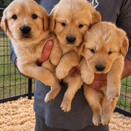 Male 3 - Golden male Golden Retriever puppy in Rainier, Washington from Hanson’s NW Goldens & Doodles