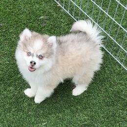 Lio - Gray and white male Pomsky puppy in Chino Valley, Arizona from Rose Peek Pomskies