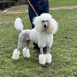 Lena - Poodle