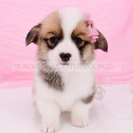 Astrid - Red and white female American Corgi puppy in Santaquin, Utah from Blacktail Mountain Corgis