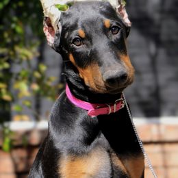 Pink Collar - Black and rust male Doberman Pinscher puppy in Houston, Texas from Tycho's Dobermans