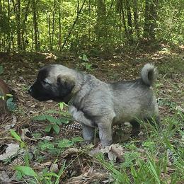 Zara - Fawn female Anatolian Shepherd Dog puppy in La Grange, Georgia from Florida Anatolian Shepherds