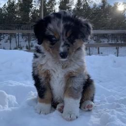 Miniature American Shepherds from Mud Puddle Moon Ranch