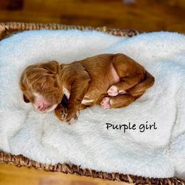 Caddy - Red  female Goldendoodle puppy in Springville, Utah from JW Doodles