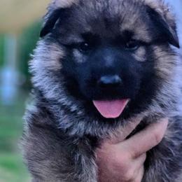 Major - Sable male German Shepherd puppy in Noel, Missouri from Wondar Shepherds