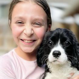 Cavalier King Charles Spaniel puppies from Irresistible Dachshunds & Cavaliers
