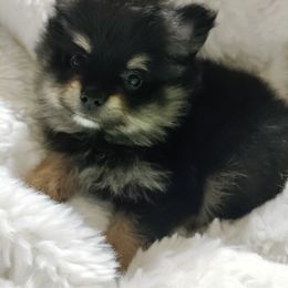 Pomeranian Puppies from Cutie Poms