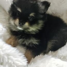 Pomeranian Puppies from Cutie Poms