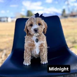 Midnight - Buff and white female Cockapoo puppy in West Haven, Utah from Split Mountain Doodles