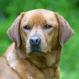 Penny - Labrador Retriever
