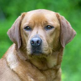 Penny - Labrador Retriever