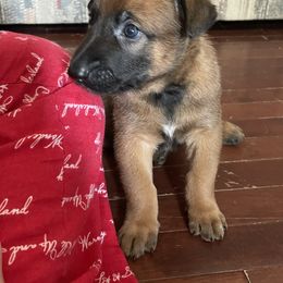 Belgian Malinois Puppies from Pyrex Kennels