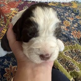 Blue - Liver and white male English Springer Spaniel puppy in Wells, Vermont from Everyday Sunshine Springers
