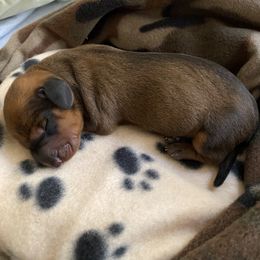 Dachshund Puppies from Casperdachs