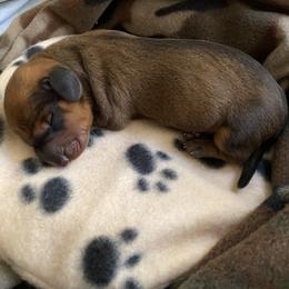 Dachshund Puppies from Casperdachs