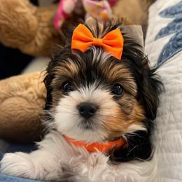 Penny - Black tan and white female Biewer Terrier puppy in Concord, California from Puppy Boutique