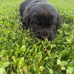 Red- little Ann - Black female Newfoundland puppy in Great Falls, Montana from True North Newfoundlands