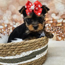 Holly - Blue and gold female Yorkshire Terrier puppy in Monticello, Iowa from Ashley’s Puppies