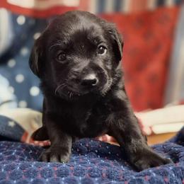 Girl 4 - Black female Labrador Retriever puppy in Latrobe, Pennsylvania from Stone Shoe Ranch Labrador Retrievers