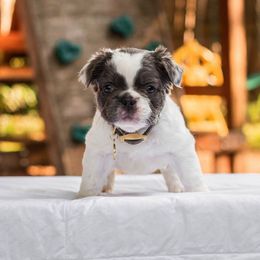 French Bulldog Puppies from Kring French Bulldogs