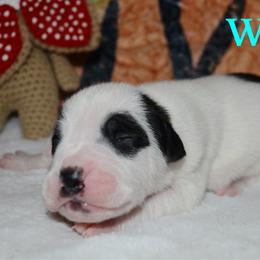 Will - male Alapaha Blue Blood Bulldog puppy in Walbridge, Ohio from United Alapaha Bulldogs