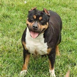 Dayy - American Bully