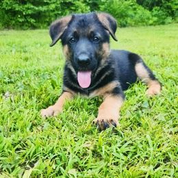 Dallas - Black and tan male German Shepherd puppy in White Cloud, Michigan from Von WestLynn German Shepherds