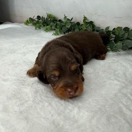 Beans - Chocolate and tan male Dachshund puppy in Norwood, Missouri from A&J Weenies