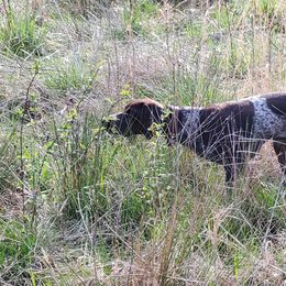 Lacy Blues - German Shorthaired Pointer