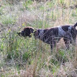 Lacy Blues - German Shorthaired Pointer