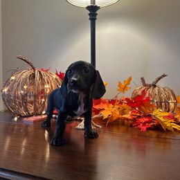 Girl 2 - Black female Dachshund puppy in Waycross, Georgia from Southern Paws