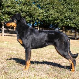 Ultra - Beauceron