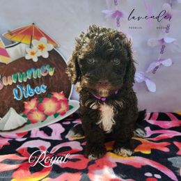 Royal - Brown female Cockapoo puppy in Mancelona, Michigan from Lavender poodles & doodles