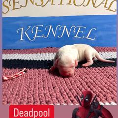 Dogo Argentino Puppies from Savs_sk9