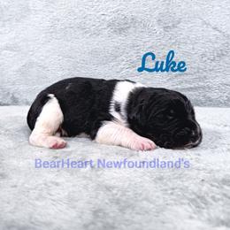 Boy 1 - White and black male Newfoundland puppy in Cortez, Colorado from Bear Heart Newfoundlands, LLC
