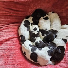 Girl 2 - Liver and white female German Wirehaired Pointer puppy in Rockingham, North Carolina from Fleetwood German Wirehaired Pointers