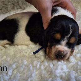Flynn - Black brown and white male Basset Hound puppy in Mack's Creek, Missouri from Mack's Creek Basset Hounds