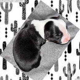 Toy Australian Shepherds from Allemands Alaskan Toy Aussies