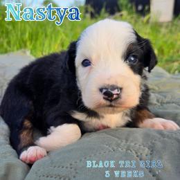Nastya - Black tri-color female Australian Shepherd puppy in Abilene, Texas from S&K Aussies N' Rotties