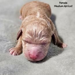 Pipsqueak - Apricot female Goldendoodle puppy in Harris County, Texas from Cute & Curly Doodles