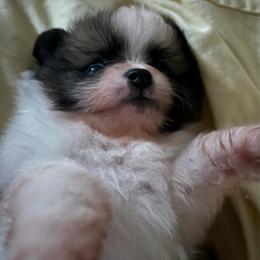 Ripple - Black and tan parti male Pomeranian puppy in Palatka, Florida from Sugarland Pomeranians