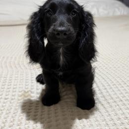 Longhair black female - Black female Dachshund puppy in Defuniak Springs, Florida from Anastasia Knight's Cocker Spaniels